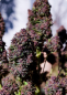 Preview: Samen 3x Purple Haze Automatik Fast Buds